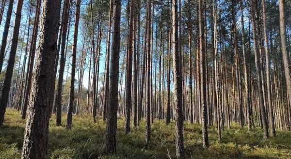 widok na drzewa w Lasach Piaśnickich