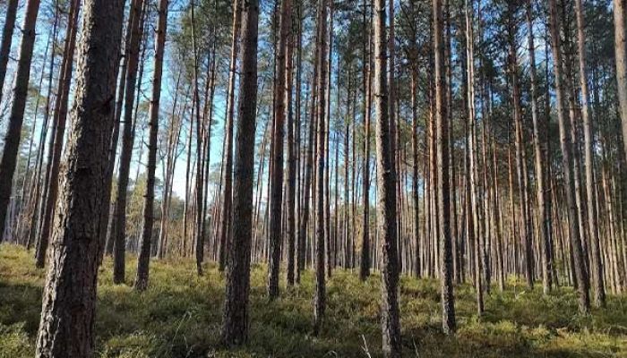 widok na drzewa w Lasach Piaśnickich