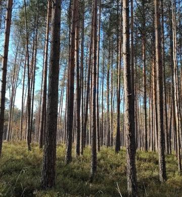 Święto Niepodległości – dniem cierpienia, smutku i żałoby?